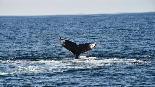 Oregon Coast Welcomes Gray Whale Migration During Annual Whale Watch Weeks (Live in Oregon )